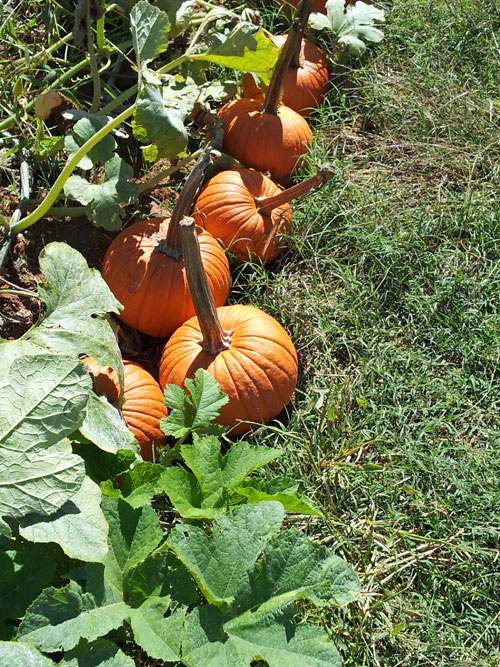 Pumpkin Patch Quitman Arkansas