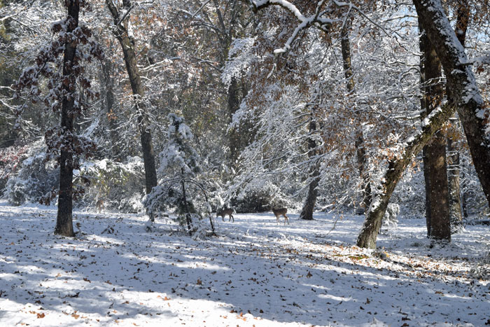 snow-yard-deer